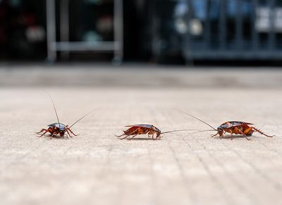 cockroach on floor