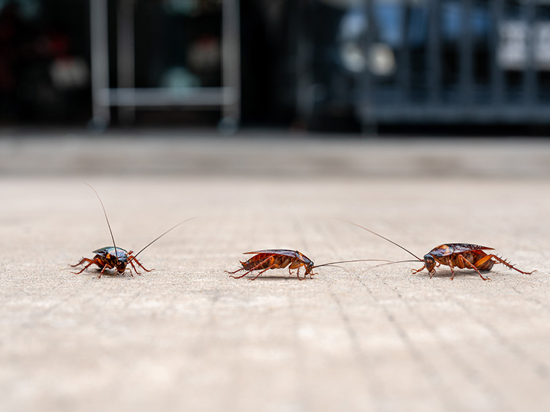 cockroach on floor