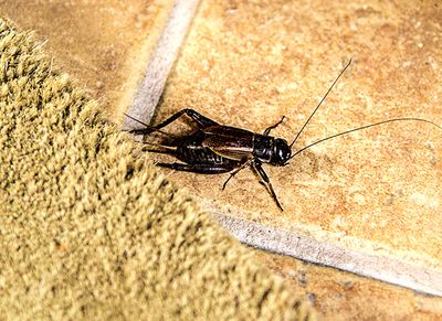 cricket on tile floor