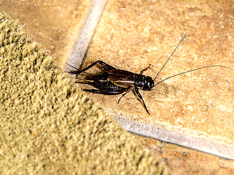 cricket on tile floor