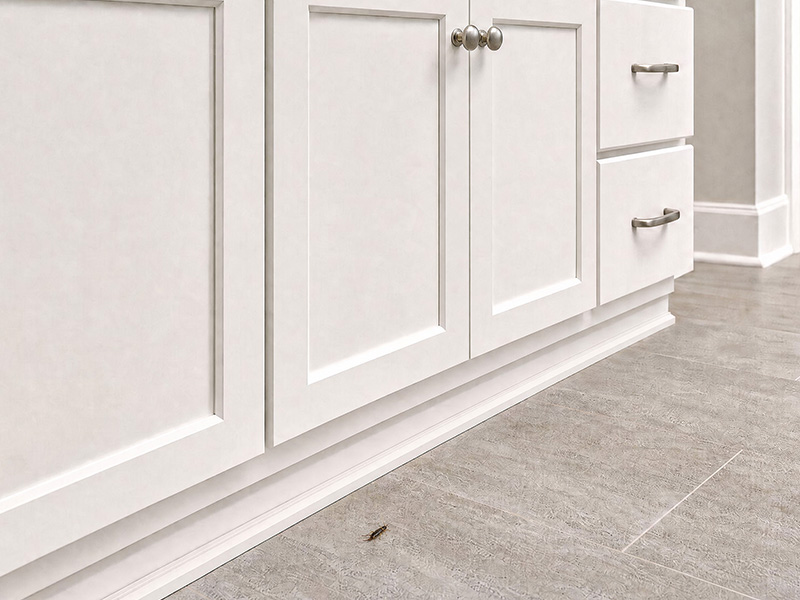 earwig on bathroom floor