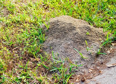 fire ant mound in shreveport yard
