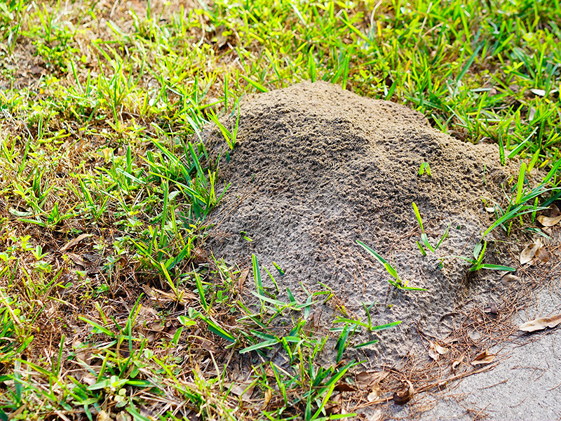 fire ant mound in shreveport yard
