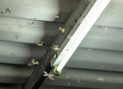 termites on a light