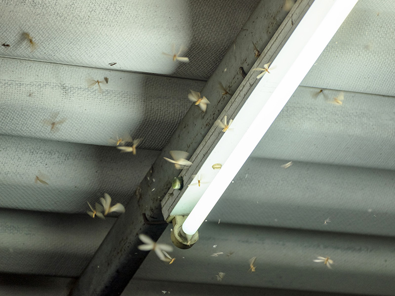 termites on a light
