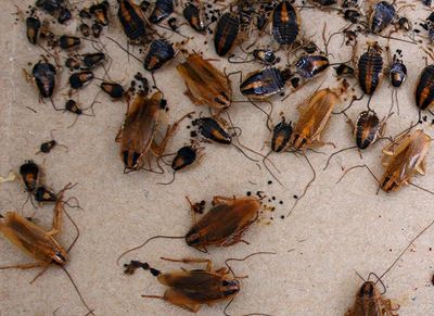 adult german cockroaches and nymphs inside house