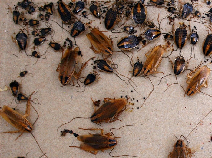 adult german cockroaches and nymphs inside house