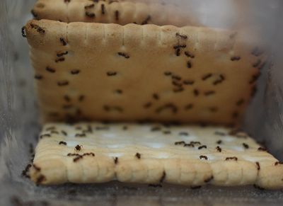 ants in the kitchen of shreveport home