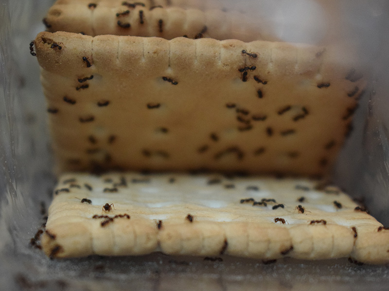 ants in the kitchen of shreveport home