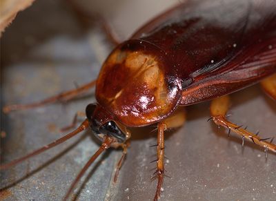 live cockroach in bossier city kitchen