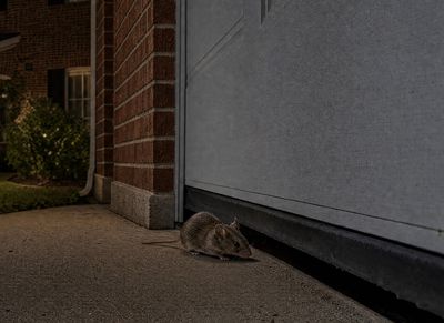 mouse near garage door