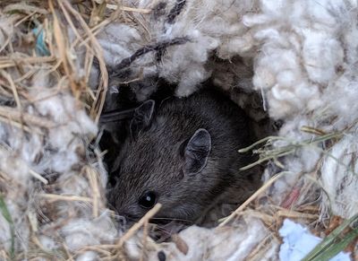 a mouse nesting in a shreveport attic