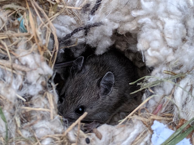 a mouse nesting in a shreveport attic