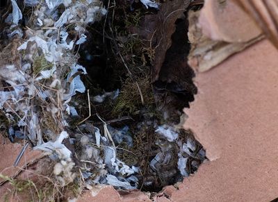 mouse nest inside cardboard box