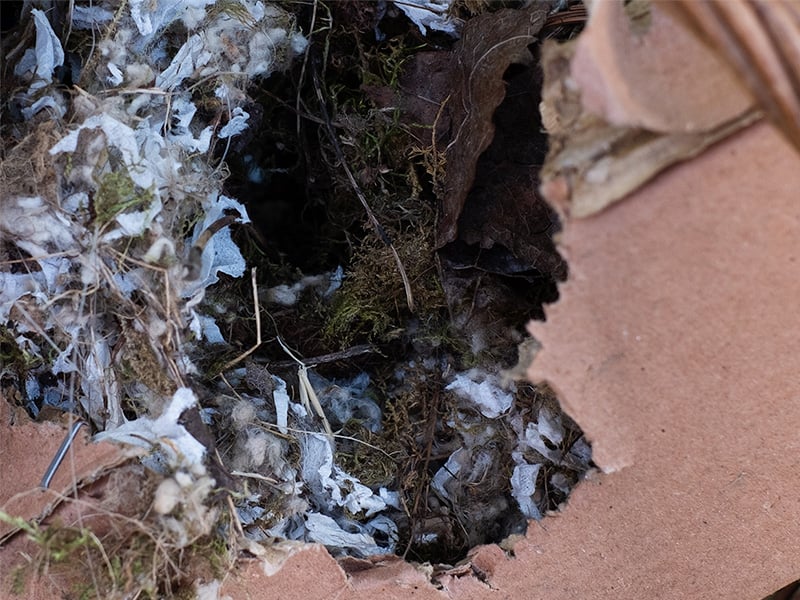 mouse nest inside cardboard box