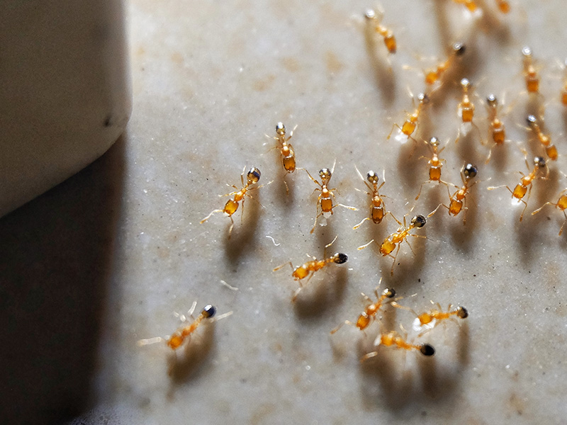 pharaoh ants on granite countertop