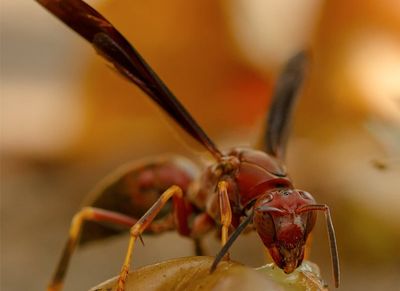 large red wasp in louisiana