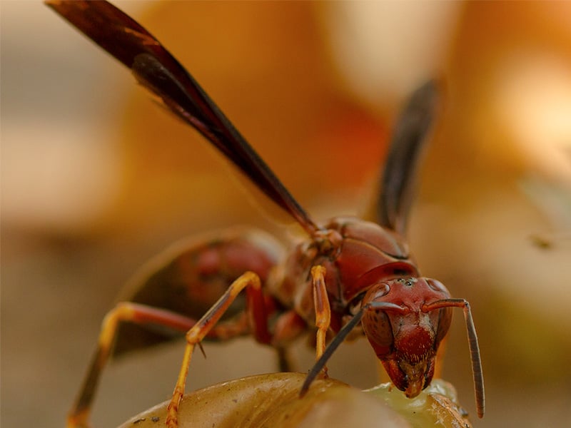 large red wasp in louisiana