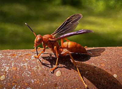 red wasp in shreveport la