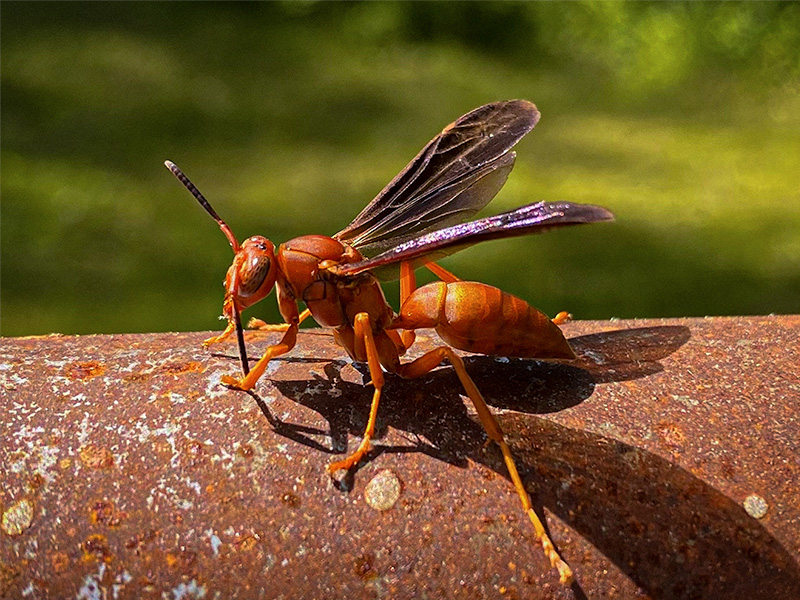 red wasp in shreveport la