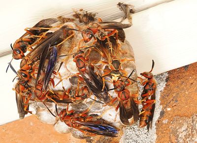 wasps making a nest
