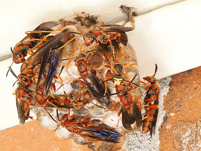 wasps making a nest