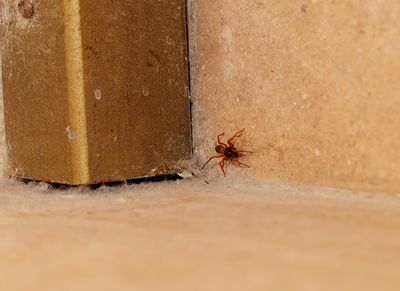 spider crawling on the wall