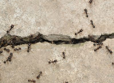 spring ant problem in shreveport