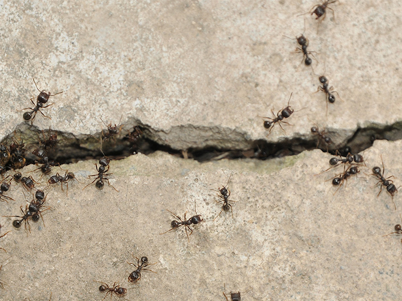 spring ant problem in shreveport