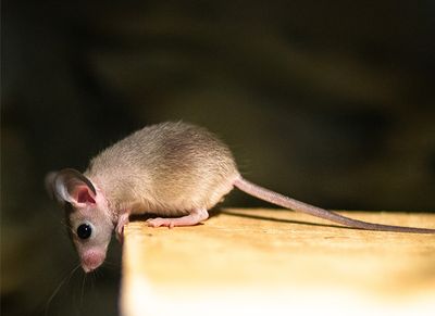 mouse in shreveport home