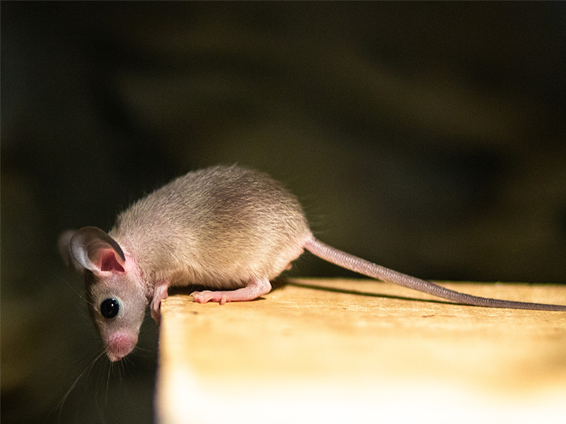 mouse in shreveport home