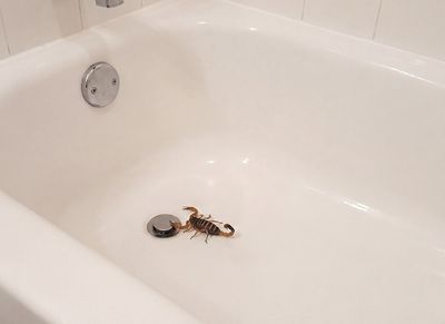 bark scorpion in bathtub
