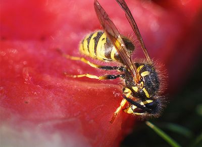 wasp on watermelon