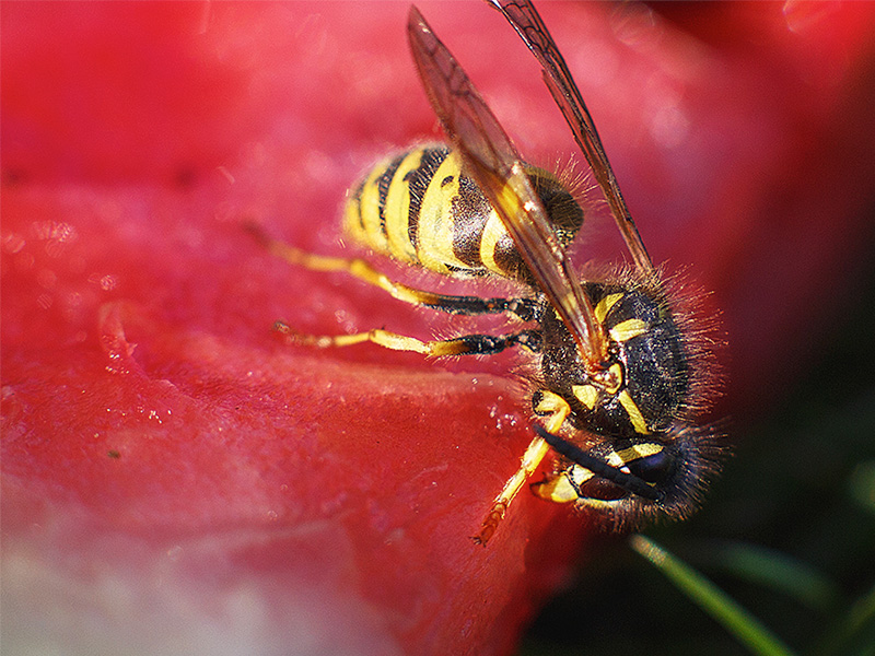 wasp on watermelon