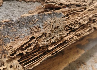 termite damage inside shreveport la home