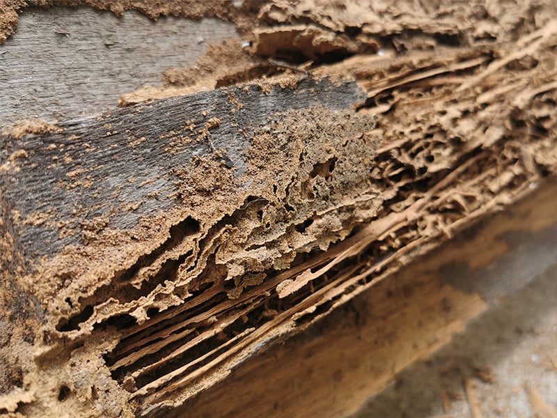 termite damage inside shreveport la home