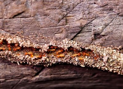 termite workers crawling through mud tube on house