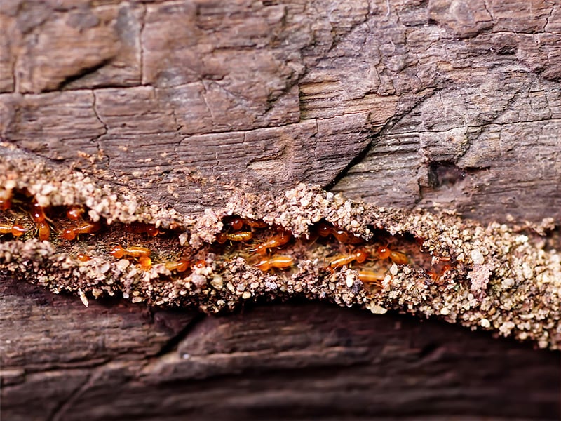 termite workers crawling through mud tube on house