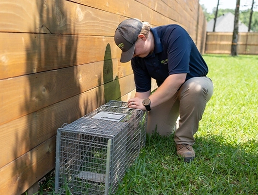 wildlife control technician checking a live trap