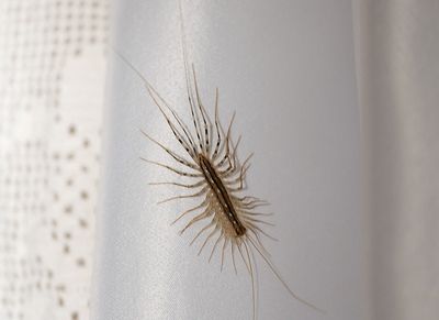 centipede on shower curtian