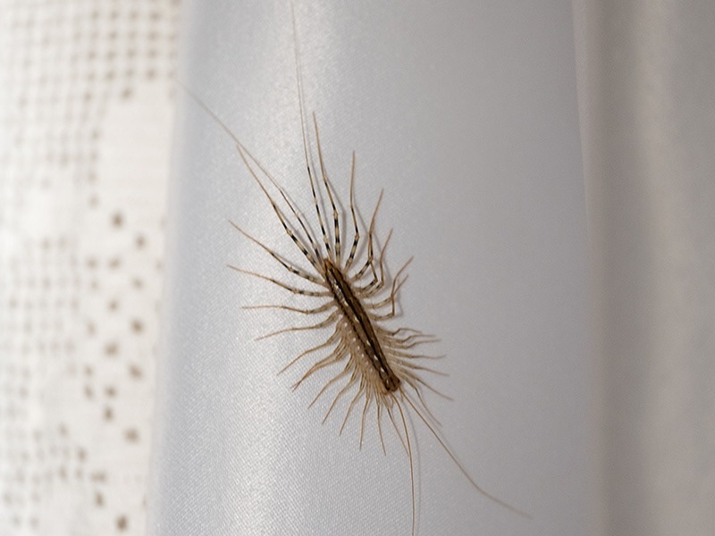 centipede on shower curtian