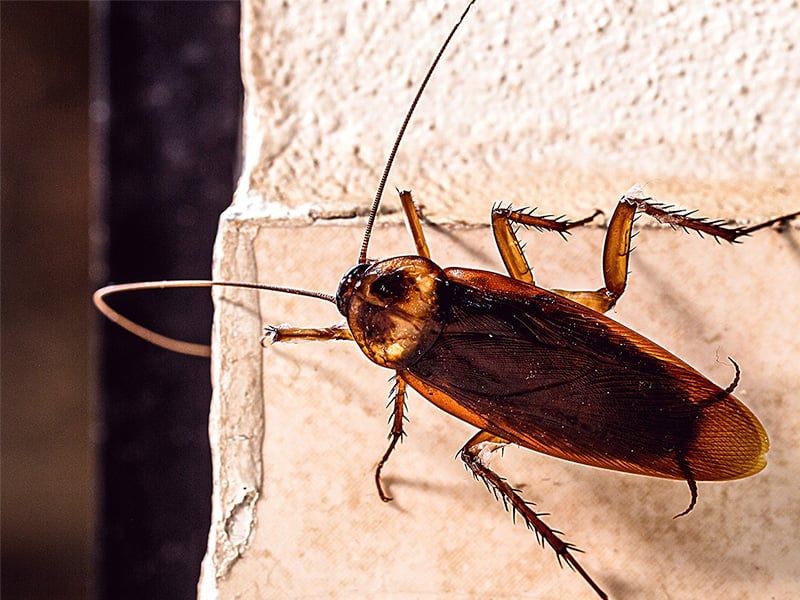 roach trying to get inside bossier city house