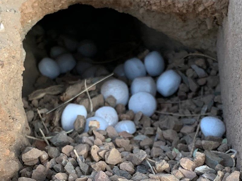 mothballs set out to deter rodents