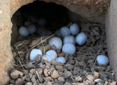 diy rodent control method