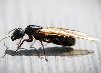 winged carpenter ant near shreveport home