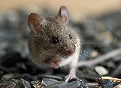 mouse eating seeds