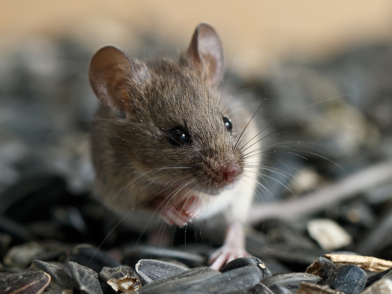 mouse eating seeds