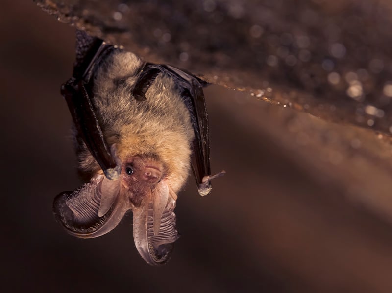 little brown bat