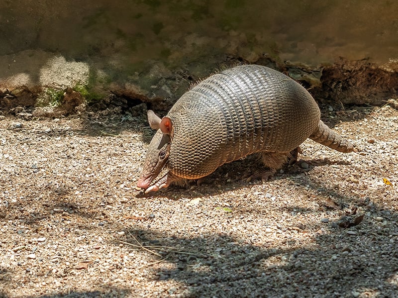 armadillo