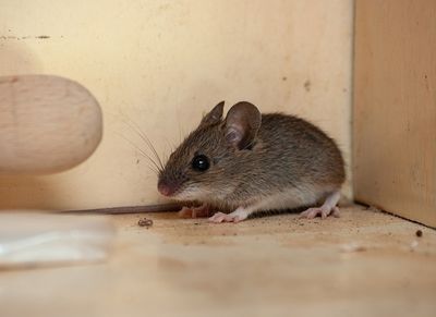mouse in kitchen cupboard